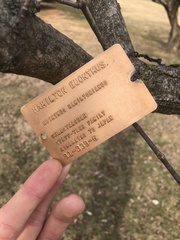 Euonymus hamiltonianus