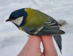 Parus major major