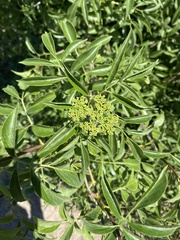 Sambucus cerulea