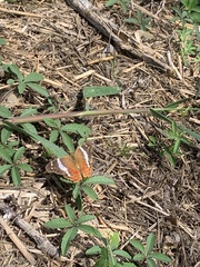 Anartia fatima colima