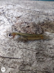 Cnesterodon decemmaculatus