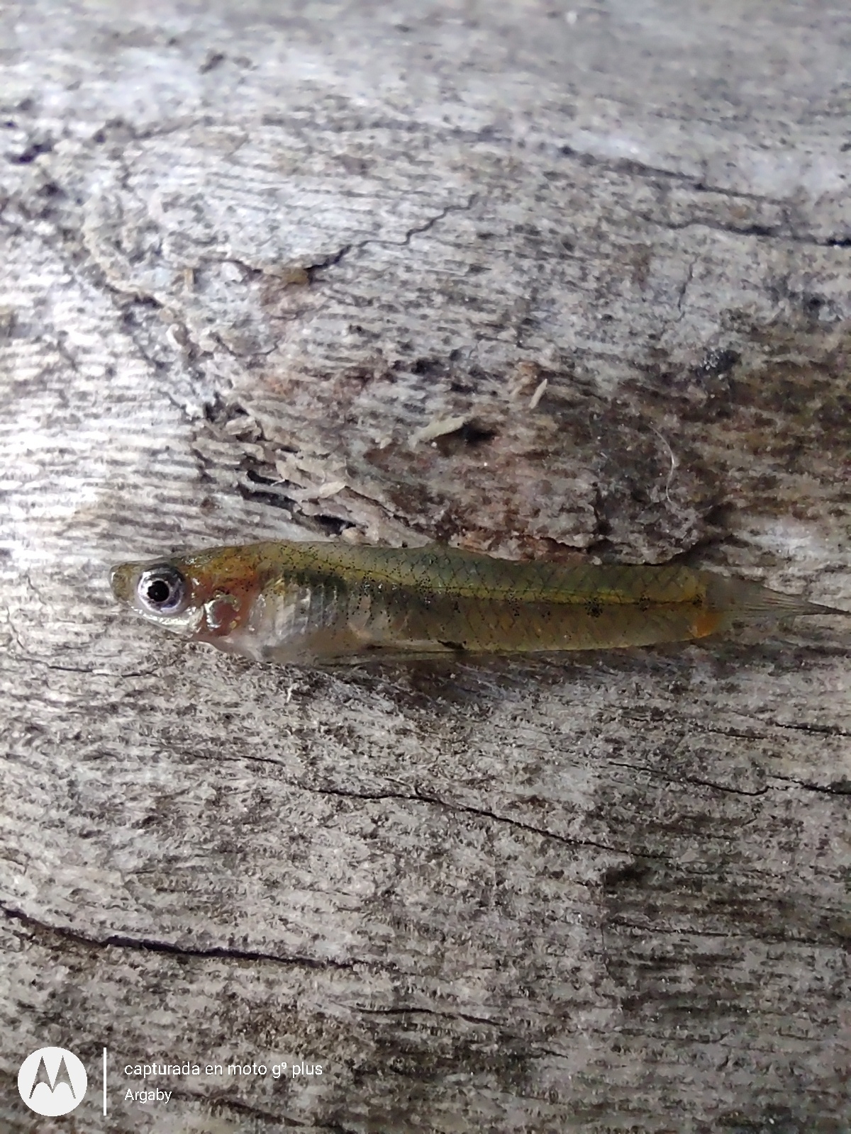 Cnesterodon decemmaculatus (Jenyns, 1842)