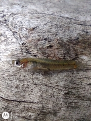 Cnesterodon decemmaculatus