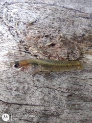 Cnesterodon decemmaculatus