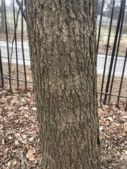 Pterostyrax psilophyllus