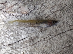 Cnesterodon decemmaculatus