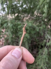 Pterostyrax psilophyllus
