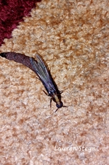 Atractocerus brevicornis