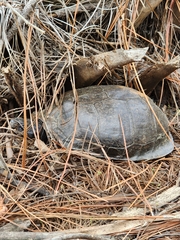 Terrapene carolina major