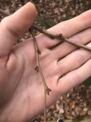 Pterostyrax psilophyllus