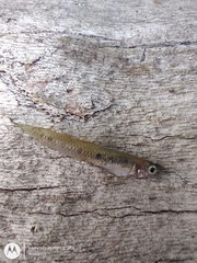 Cnesterodon decemmaculatus