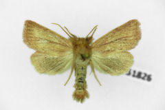 Denticucullus pygmina