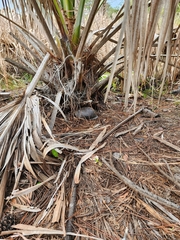 Terrapene carolina major