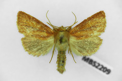 Denticucullus pygmina