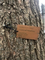 Pterostyrax psilophyllus
