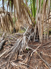 Terrapene carolina major