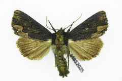 Dypterygia scabriuscula