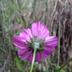 Cosmos crithmifolius