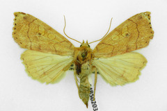 Enargia paleacea