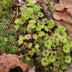 Rhodobryum