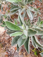 Lupinus westianus