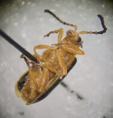 Phyllobrotica limbata