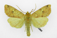Enargia paleacea