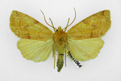Enargia paleacea
