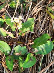 Persicaria chinensis