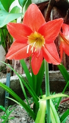 Hippeastrum