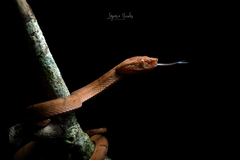 Bothriechis lateralis