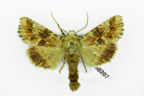 Dusky Sallow