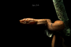 Bothriechis lateralis