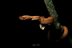 Bothriechis lateralis