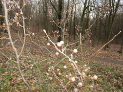 Pyrus boissieriana