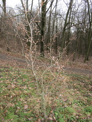 Pyrus boissieriana