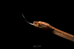 Bothriechis lateralis