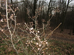 Pyrus boissieriana