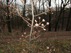 Pyrus boissieriana