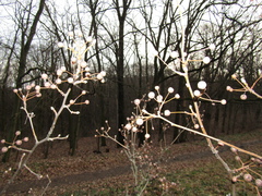 Pyrus boissieriana
