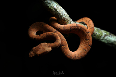 Bothriechis lateralis