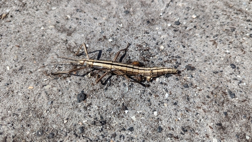 Two-striped walkingstick