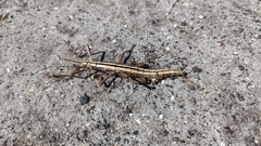Southern Two-striped Walkingstick