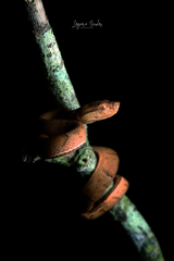 Bothriechis lateralis