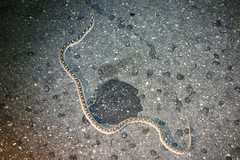 Dasypeltis scabra