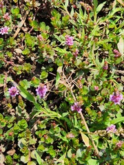 Rotala rotundifolia