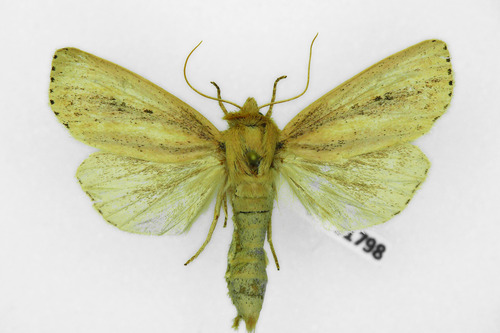 Webb's Wainscot, photo 4 of 9