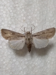 Dichagyris candelisequa