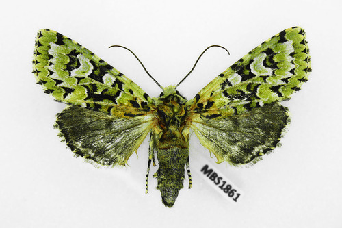 Merveille du Jour