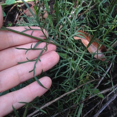 Cosmos crithmifolius